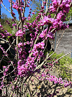 Cercis%20siliquastrum%20Rubrum%2002.jpg