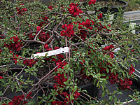 Chaenomeles%20Crimson%20And%20Gold%2001.jpg