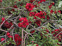 Chaenomeles%20Crimson%20And%20Gold%2002.jpg