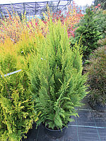 Chamaecyparis%20lawsoniana%20Aurea%20Romana%2001.JPG