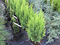 Chamaecyparis%20lawsoniana%20Aurea%20Romana%20Jungpflanzen%2060cm.JPG