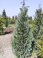 Chamaecyparis%20lawsoniana%20Columnaris%2002.JPG