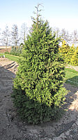 Chamaecyparis%20lawsoniana%20Robusta%20-%202,5m.JPG