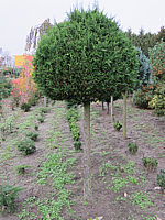 Chamaecyparis%20lawsoniana%20Robusta%20-%20Kugelstamm%2001.JPG