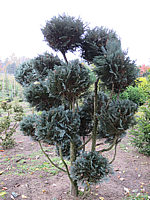 Chamaecyparis%20lawsoniana%20Van%20Pelt's%20Blue%20-%20Formgehoelz%2001.JPG
