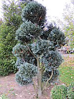 Chamaecyparis%20lawsoniana%20Van%20Pelt's%20Blue%20-%20Formgehoelz%2002.JPG