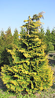 Chamaecyparis%20lawsoniana%20Yvonne%20-%203,5m.JPG