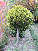 Chamaecyparis%20lawsoniana%20Yvonne%20-%20Kugelstamm%2001.JPG