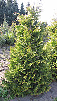 Chamaecyparis%20lawsoniana%20Yvonne%20-%20Sol%203m.JPG