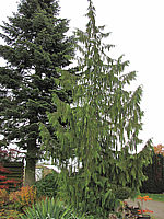 Chamaecyparis%20nootkatensis%20Pendula%20-%20Sol%2001.JPG