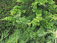 Chamaecyparis%20obtusa%20Chabo-yadori%20-%20Sol%20nah.JPG