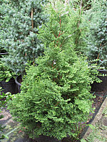 Chamaecyparis%20obtusa%20Chabo-yadori.JPG