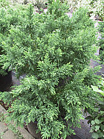Chamaecyparis%20obtusa%20Draht.JPG