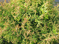 Chamaecyparis%20obtusa%20Erika%2002.JPG