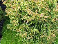 Chamaecyparis%20obtusa%20Erika%2003.JPG