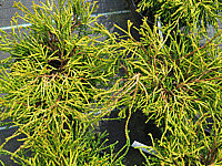 Chamaecyparis%20obtusa%20Gitte%2001.JPG