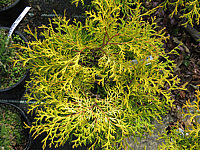 Chamaecyparis%20obtusa%20Kamarachiba%2002.JPG