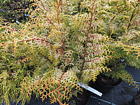 Chamaecyparis%20obtusa%20Lucas%2002%20Herbst.JPG