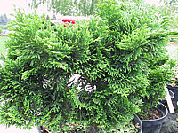 Chamaecyparis%20obtusa%20Nana%20Gracilis%2001.JPG