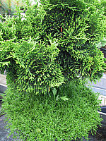 Chamaecyparis%20obtusa%20Nana%20Gracilis%2002.JPG