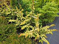 Chamaecyparis%20obtusa%20Rashahiba%2002.JPG