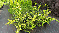 Chamaecyparis%20obtusa%20Rashahiba%201m%2002.JPG