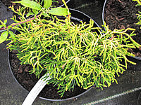 Chamaecyparis%20obtusa%20Tatsumi%20Gold%20-%20Jungpflanzen.JPG