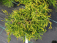 Chamaecyparis%20obtusa%20Tatsumi%20Gold%2002.JPG
