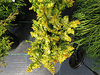 Chamaecyparis%20obtusa%20Tetragona%20Aurea%2003.JPG