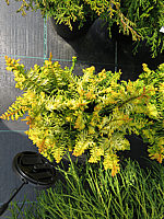 Chamaecyparis%20obtusa%20Tetragona%20Aurea%2004.JPG