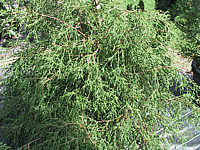 Chamaecyparis%20pisifera%20Filifera%20Nana%20-%20Sol%20Co.jpg