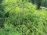 Chamaecyparis%20pisifera%20Filifera%20Nana%20-%20nah.JPG