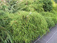 Chamaecyparis%20pisifera%20Filifera%20Nana%2001.JPG