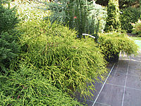 Chamaecyparis%20pisifera%20Filifera%20Nana%20Aurea%2001.JPG