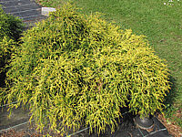 Chamaecyparis%20pisifera%20Filifera%20Nana%20Aurea%2003.JPG