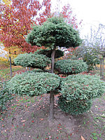 Chamaecyparis%20pisifera%20Squarrosa%20-%20Bonsai%2001.JPG