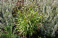 Chasmanthium%20latifolium%2001.JPG