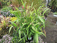 Chasmanthium%20latifolium%2002.JPG