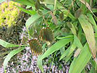 Chasmanthium%20latifolium%2003%20Samenstaende.JPG