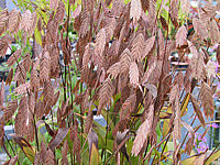 Chasmanthium%20latifolium%2004%20Samenstaende%20Herbst.JPG