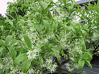 Chionanthus%20virginicus%20-%20bluehend.JPG