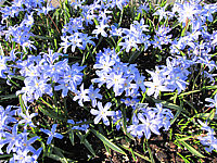 Chionodoxa%20luciliae%2002.JPG