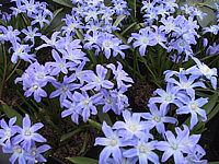 Chionodoxa%20luciliae%2004.JPG