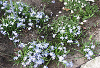 Chionodoxa%20luciliae%2006.jpg
