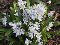 Chionodoxa%20luciliae%20Alba.JPG