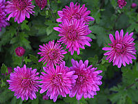 Chrysanthemum%20-%20dunkelrosa2.JPG