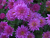 Chrysanthemum%20-%20dunkelrosa3.JPG