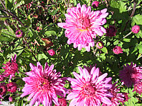 Chrysanthemum%20-%20dunkelrosa9%20(unscharf).JPG