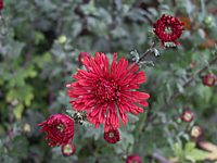 Chrysanthemum%20-%20rot.JPG