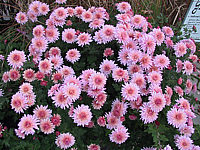 Chrysanthemum%20-%20silbrigrosa1.JPG